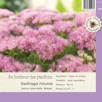Sedum spectabile 'Brillant'