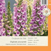 Digitalis Dalmation Rose
