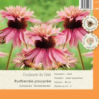 Echinacea doubledecker