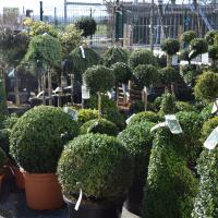 Buis & plantes pour pots