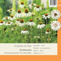 Echinacea purpurea Pow Wow White 