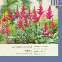 Astilbe arendsii 'Fanal' 