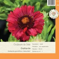 Gaillardia Mesa Red