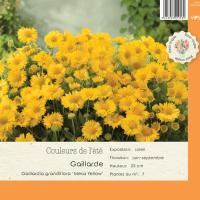 Gaillardia Mesa Yellow