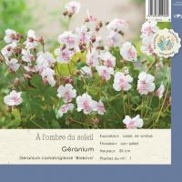 Geranium cantabrigiense 'Biokovo'