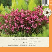 Gaura lindheirmerii Gaudi Pink'
