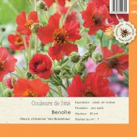 Geum chiloense Mrs Bradshaw