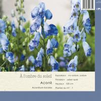 Aconitum bicolor