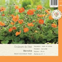 Geum coccineum tosai