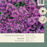 Thymus Serpyllum