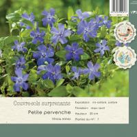 Vinca minor