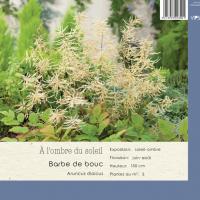 Aruncus dioicus