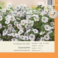 Gypsophylla cerastioides