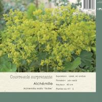 Alchemilla mollis 'Thriller'
