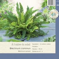 Blechnum spicant 