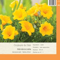 Hemerocallis 'Stella d'oro'