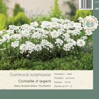 Iberis sempervirens 'Fishbeck'