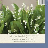 Convallaria majalis 