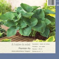 Hosta sieboldiana 'Elegans'