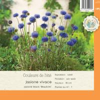 Jasione laevis 'Blaulicht'