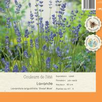 Lavandula Angustifolia Dwarf Blue