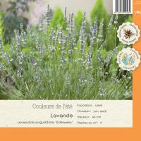 Lavandula Angustifolia Edelweiss
