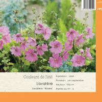 Lavatera Rosea
