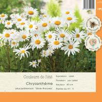 Leucanthemum Silver Princess