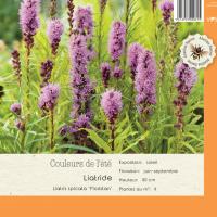 Liatris Floristan