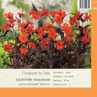 Lychnis ark. Vesuvius
