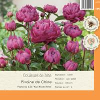 Paeonia Karl Rosnefield