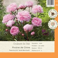 Paeonia Sarah Bernhadt