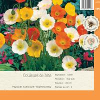 Papaver Nidicaule Gartenzwerg 