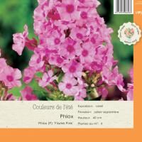 Phlox Flame Pink