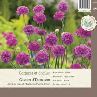 Armeria pseud. Ballerina Purple Rose 