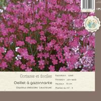 Dianthus deltoides 'Leuchfunk'