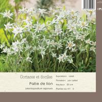 Leontopodium alpinum