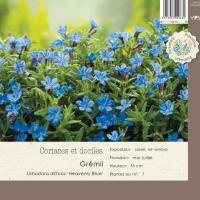 Lithodora diffusa 'Heavenly blue'