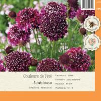 Scabiosa barocca