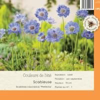 Scabiosa Caucasica Perfecta
