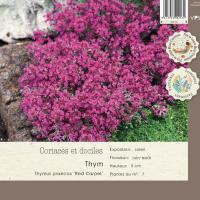 Thymus praecox 'Red Carpet'