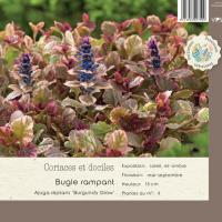 Ajuga reptans 'Burgundy glow'