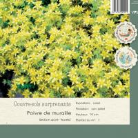 Sedum acre 'Aurea'