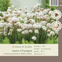 Armeria pseud. Ballerina White