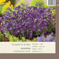 Aubrieta gracilis 'Purple'