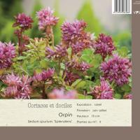 Sedum Spurium 'Splendens''