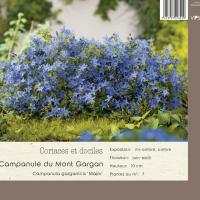 Campanula garganica 'Major'