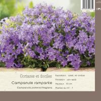Campanula portenschlagiana