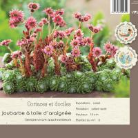 Sempervium Arachnoideum