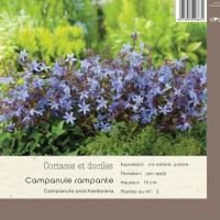 Campanula poscharskyana